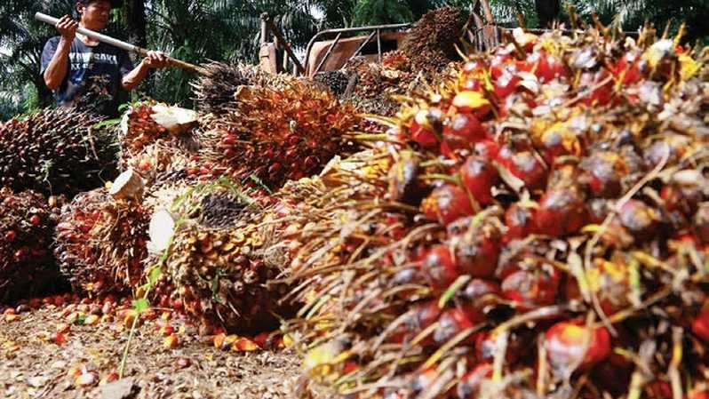 Bank Mandiri (BMRI) Kucuri Pinjaman Anak Usaha Dharma Satya (DSNG) Rp142,92 Miliar