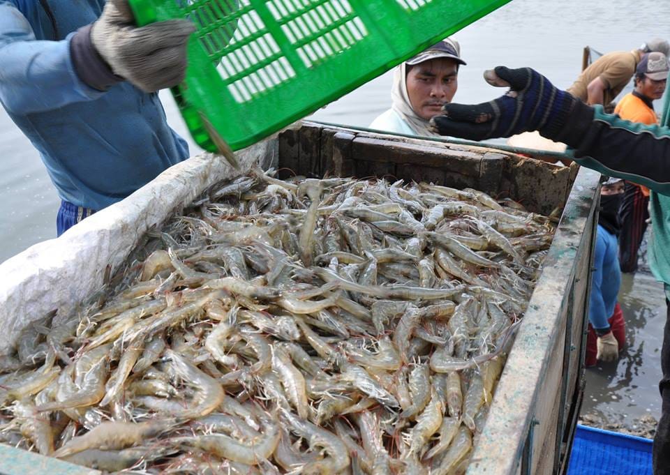 Restrukturisasi Kelar, Central Proteina (CPRO) Siapkan Capex Rp320 Miliar di 2022 Buat Ini