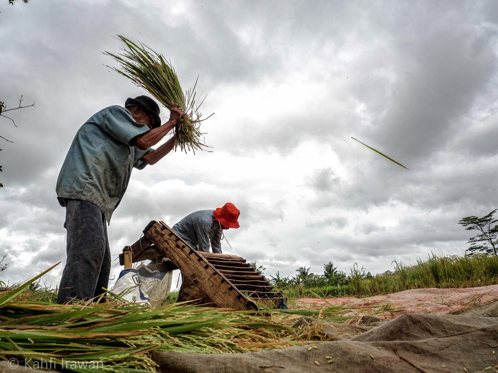 Upah Nominal Harian Buruh Tani dan Bangunan November 2021 Naik Di bawah 0,5 Persen