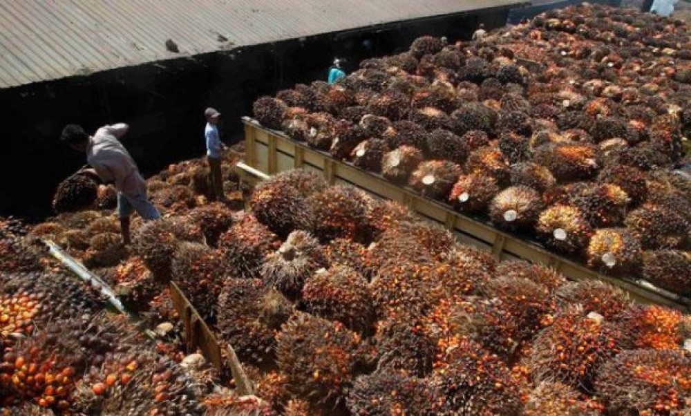 Proses Pengunduran Diri Komut, Sampoerna Agro (SGRO) Gelar RUPSLB 18 Januari 2022