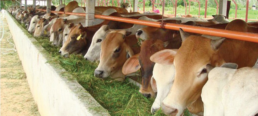 Tenang! Mentan Pastikan Ketersediaan Daging Sapi Aman Hingga Ramadan - Idul Fitri