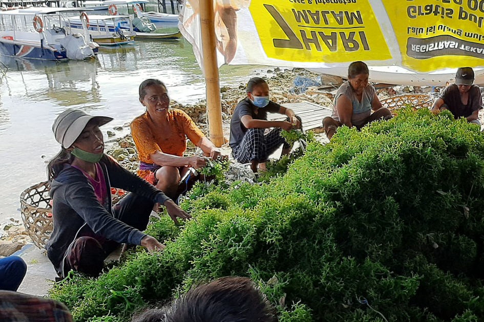 Pembangunan Berbasis Ekonomi Biru, KKP Manfaatkan Rumput Laut Sebagai Penggerak