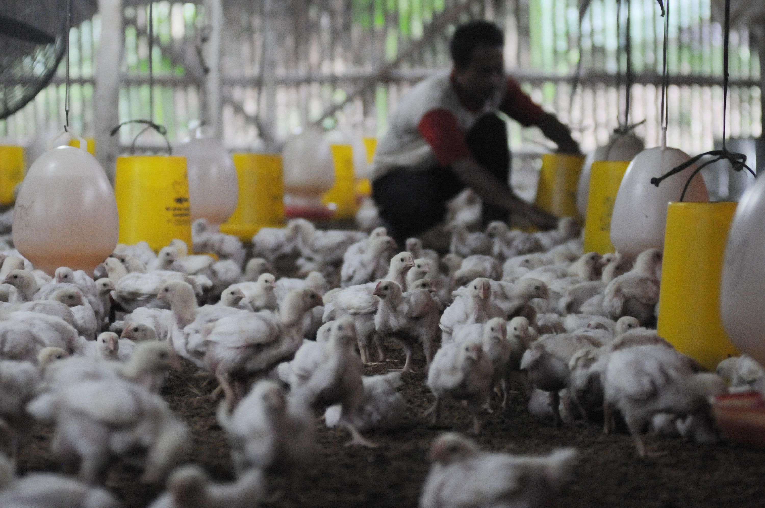 Japfa (JPFA) Guyur Dividen Rp697,21 Miliar, Cek Ini Jadwalnya