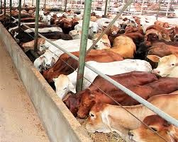 Perkuat Inovasi Pengembangan Produksi Sapi Lokal, WMPP Gandeng Balai Embrio Ternak