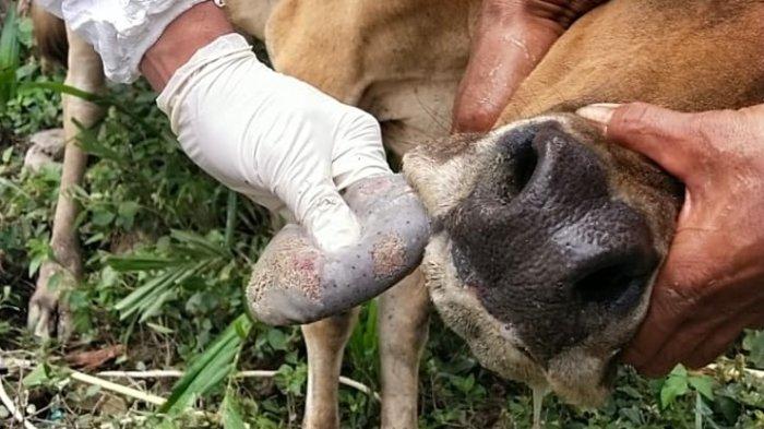 Kasus PMK pada Ternak Sudah Melanda Dua Provinsi, Ini yang Dilakukan Kementan