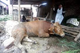 Wabah PMK Kian Merebak, DGNS dan Sapimoo: Konsultasi Daring Jadi Solusi