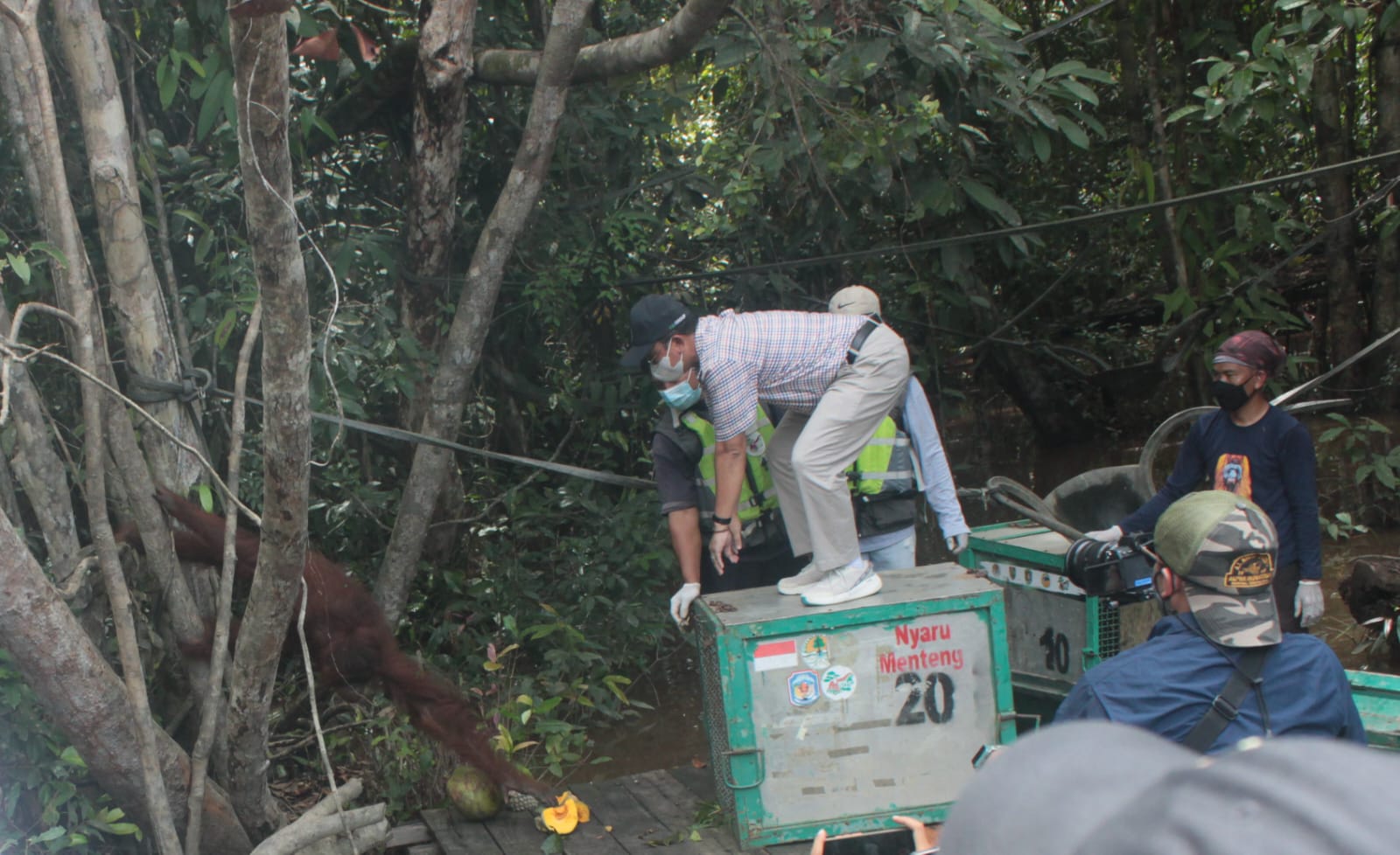 Dari Pulau Salat, SSMS-Yayasan BOSF Kembali Lepasliarkan 4 Individu Orangutan ke TNBBBR