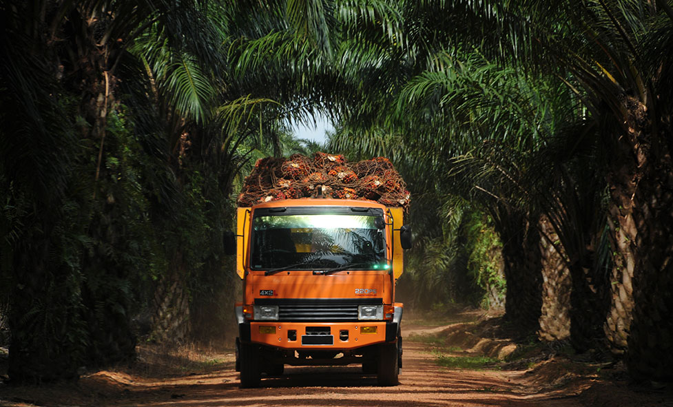 Catat Tanggalnya! Austindo Nusantara Jaya (ANJT) Bagi-bagi Dividen Rp144,22 Miliar Nih
