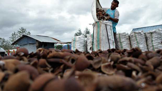 Catat! Berikut Jadwal Pencairan Dividen Indo Oil (OILS) Rp2,52 per Lembar