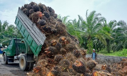 Kebun sawit. dok Okezone. Berlaku Mulai Hari Ini, Simak Aturan Baru Tarif Bea Keluar Ekspor CPO
