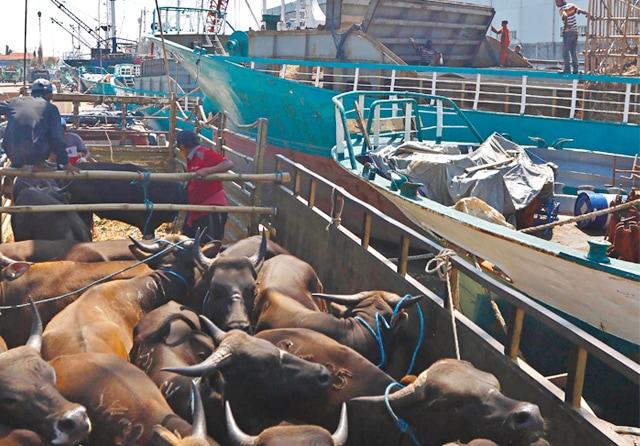 PMK Mulai Menjangkiti Kerbau dan Kambing, Lalu Lintas Ternak Akan Dibatasi