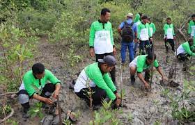 Sukseskan Program NZE 2060, PT Timah (TINS) Tanam 20 Ribu Bakau. dok. Gardannews. FridayInTimah, Sukseskan Program NZE 2060, PT Timah (TINS) Tanam 20 Ribu Bakau