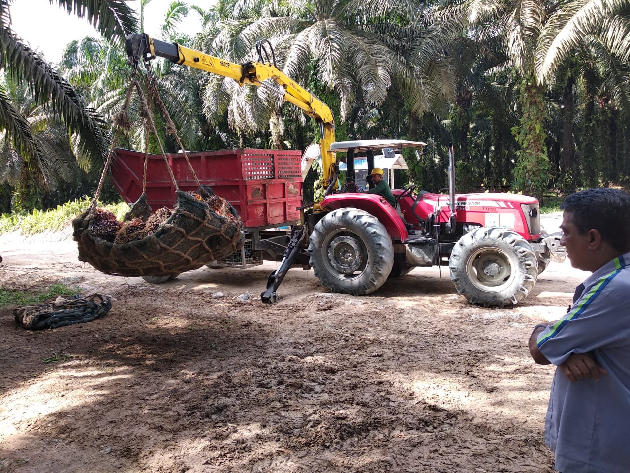Aktivitas di perkebunan kelapa sawit SSMS. dok. EmitenNews. Nasir. SSMS Rampungkan Pembayaran Tender Offer Obligasi Global
