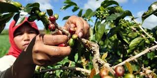 Perkebunan kopi. mempelajari. BRIN Ungkap Sektor Hortikultura dan Perkebunan Berpotensi Atasi Perubahan Iklim