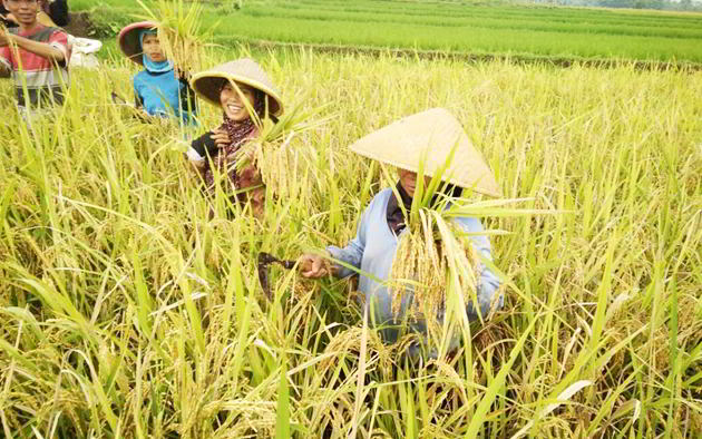 Petani panen di sawah dok Mitalom. Pertahankan Keberlanjutan Produksi Pangan, Ini Tiga Strategi Khusus Kementan