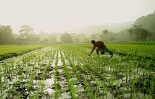 Petani menanam padi. dok. Pikiran Rakyat. Wujudkan Ketahanan Pangan, Kemenkeu Sokong Anggaran Rp95 Triliun untuk 2023
