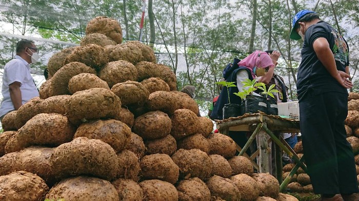 Ketahanan Pangan Jadi Program Prioritas, Anggarannya Baru Terealisasi 40,7 Persen