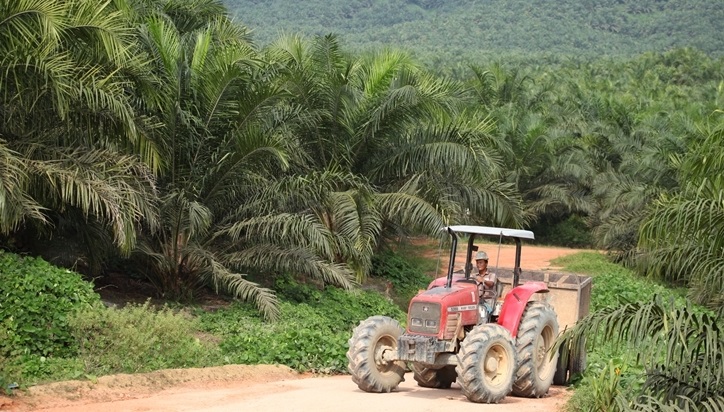 SSMS Lunasi Obligasi Global USD300 Juta, Prospek Emiten CPO di 2023 Bagus