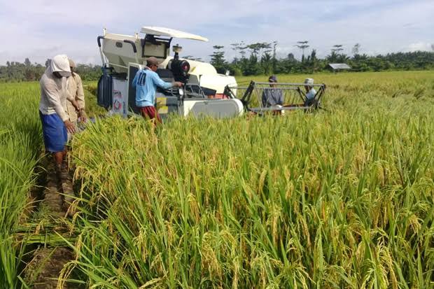 Mentan Apresiasi Peningkatan Luas Tanam Food Estate Kalteng, Tapi Sabar Tunggu Hasilnya