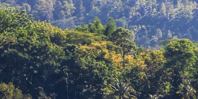 Setiap Tahun Aceh Kehilangan 10 Ribu Hektare Hutan. dok. Merdeka. Setiap Tahun Aceh Kehilangan 10 Ribu Hektare Hutan, Wali Nanggroe Catat Penyebabnya
