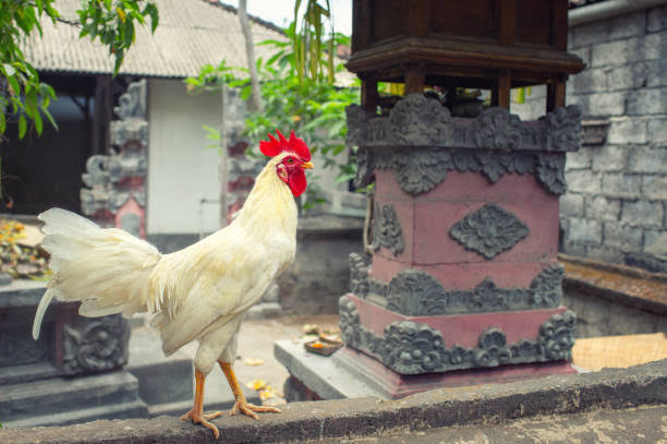 Ilustrasi turis asing di Bali protes suara kokok ayam. dok. Jabar Ekspres. Turis di Bali Bikin Petisi Protes Suara Kokok Ayam, Begini Tanggapan Gubernur Koster