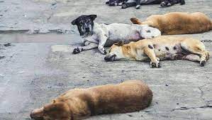 Bahaya Penyakit Rabies, 2023 Kemenkes Catat Korban Meninggal Terbanyak di Sulsel