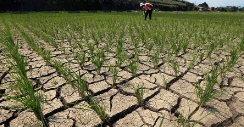 Dampak El Nino, 60 Persen Kawasan Indonesia Masuki Musim Kemarau