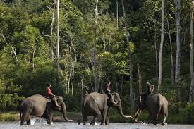 Ilustrasi BRIN lakukan riset hayati bantu turunkan emisi sektor kehutanan. dok. Media Indonesia. Bantu Turunkan Emisi Sektor Kehutanan, BRIN Lakukan Riset Hayati