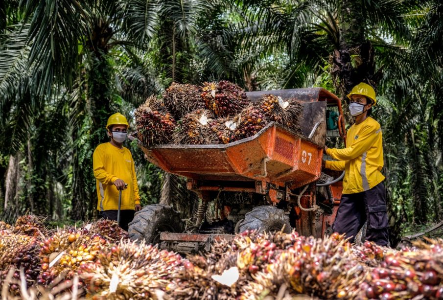 Defisit Menipis, Eagle Plantations (BWPT) Paruh Pertama 2023 Catat Laba Bersih Rp74 Miliar