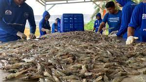 Masuk Penawaran Umum, Agro Bahari (UDNG) Patok Perdana Rp100 per Lembar