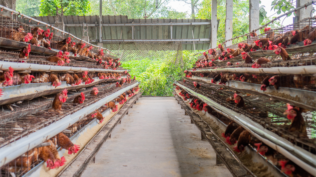 Janu Putra Sejahtera (AYAM) Patok Harga Perdana Rp100 per Saham, Cek Jadwalnya