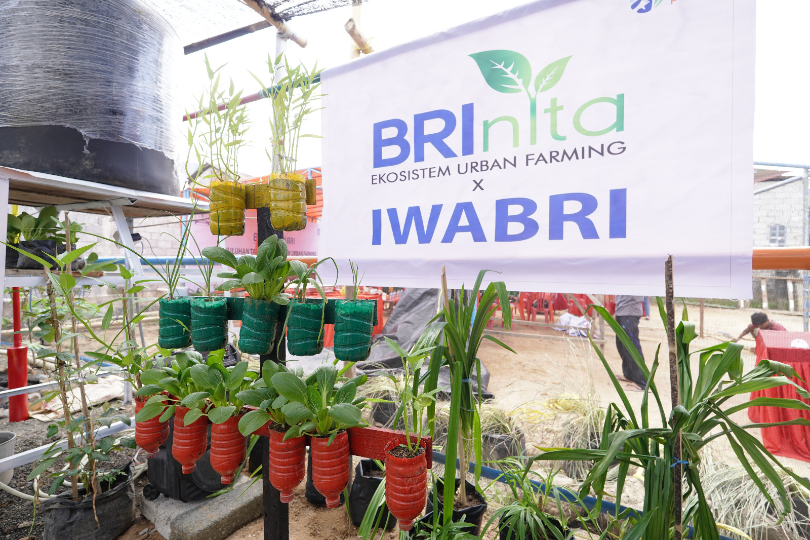 Urban farming BRInita hasil kerja sama warga Tuminting, Kota Manado, Sulawesi Utara bersama PT Bank Rakyat Indonesia (Persero) Tbk (BBRI), atau BRI. dok. BRI. Warga Tuminting Manado Bersama BRI Ubah Lahan Timbunan Sampah Jadi Urban Farming BRInita