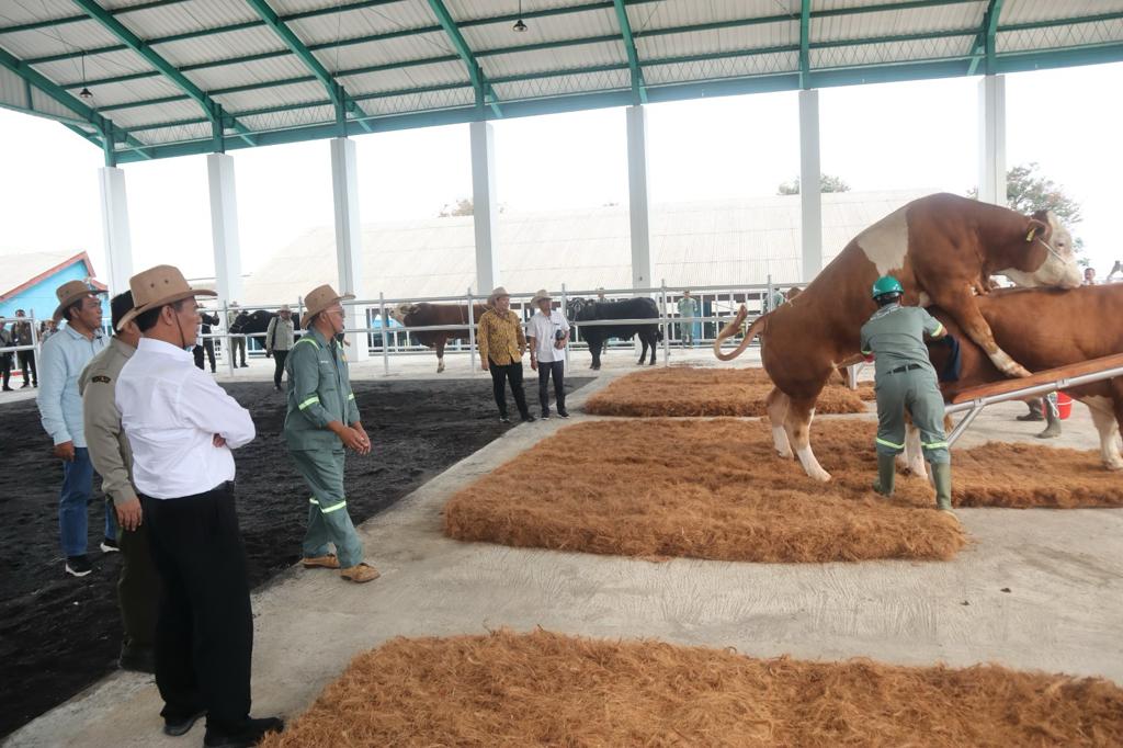 Menteri Pertanian, Andi Amran Sulaiman mengunjungi Balai Besar Inseminasi Buatan (BBIB) Singosari. dok. Kementan. Wujudkan Program Susu Gratis Prabowo-Gibran, Butuh 2 Juta Sapi Perah