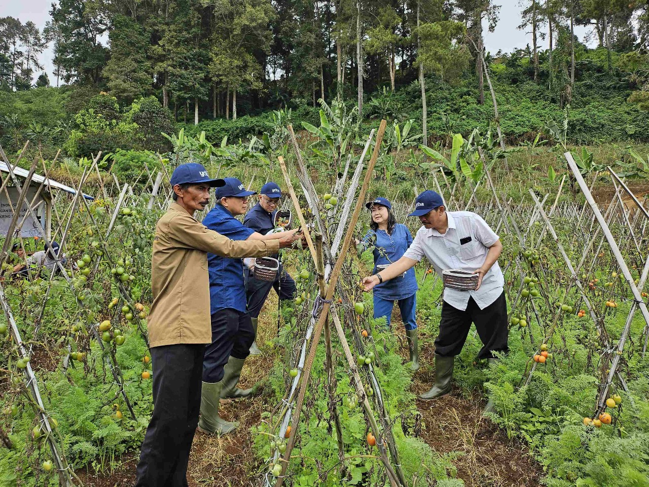 Sekretaris Pengurus Yayasan Dharma Bhakti Astra (YDBA), Ema Poedjiwati Prasetio (kedua kanan), Bendahara Pengurus YDBA Tarsisius Wijaya (kedua kiri), Advisor YDBA Tonny Sumartono (tengah) saat memanen komoditas tomat hasil budidaya petani binaan YDBA bersama penggerak kelompok tani, Budiarto (kanan) dan petani binaan YDBA, Hoerudin (kiri), hari ini di Puncak Dua Bogor, Senin (4/3/2024). dok. YDBA. Astra Melalui YDBA Kembangkan UMKM Pertanian di Puncak Dua Bogor
