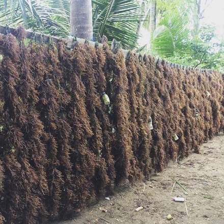 Dukung Hilirisasi, Asia Sejahtera Mina (AGAR) Akuisisi GCL Takalar