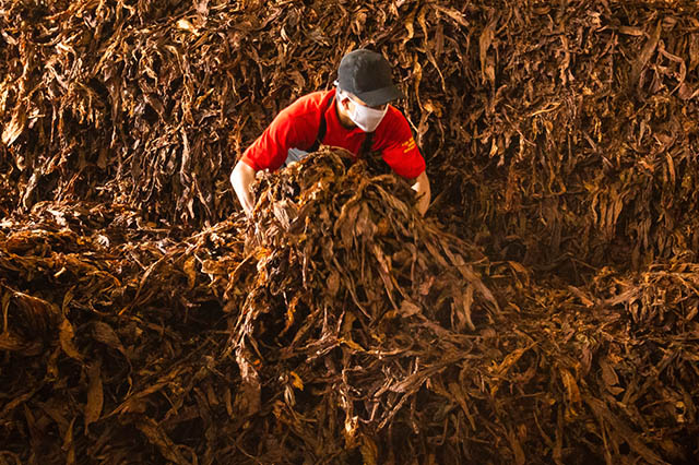 Naik Tipis, Laba Indonesia Tobacco (ITIC) 2023 Sentuh Rp26 Miliar