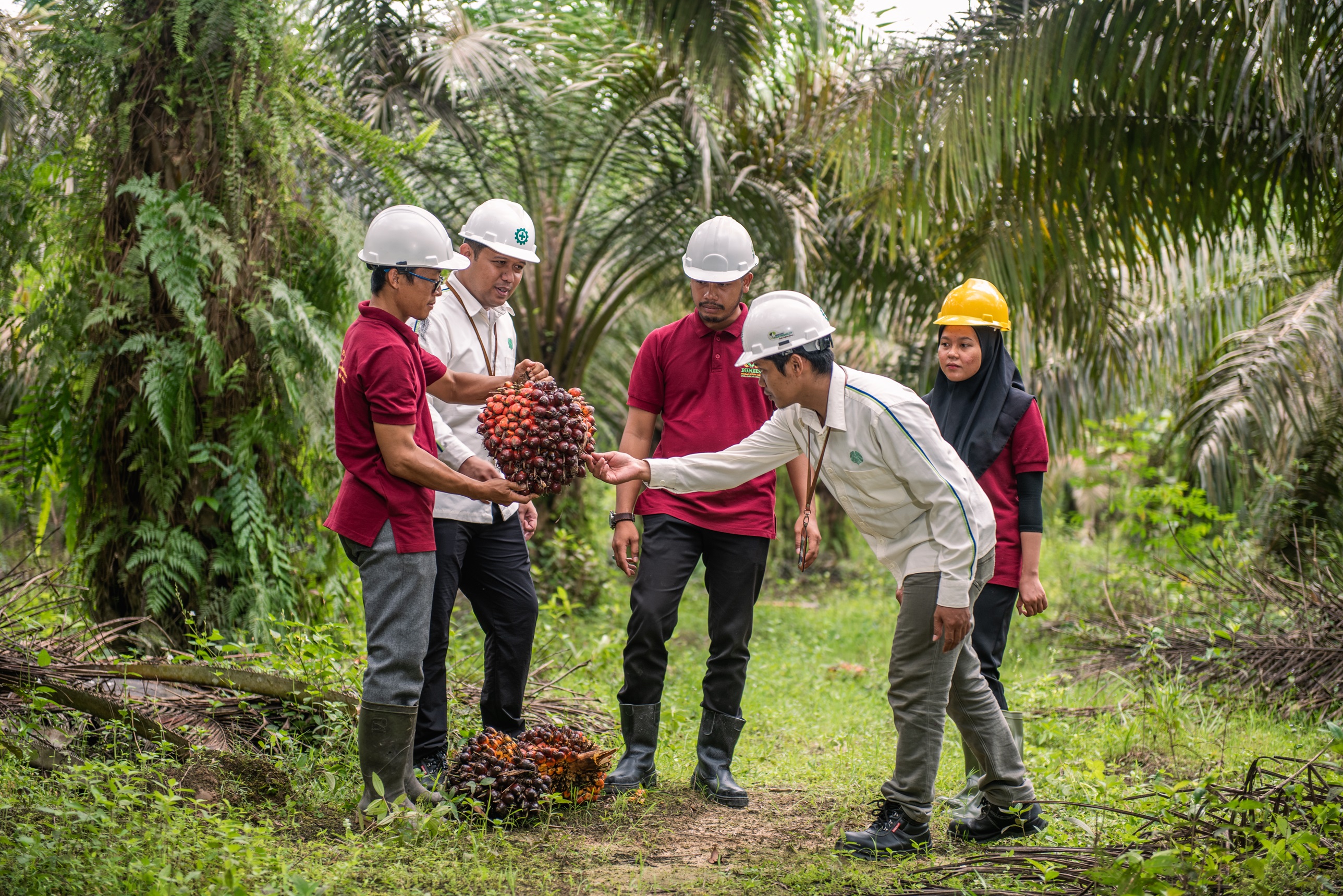 Pekerja PT Sawit Sumbermas Sarana Tbk (SSMS) melakukan pembinaan kepada Pekebun Swadaya Binaan. Dok/SSMS Ekspansi Jalan Terus, SSMS Tetap Fokus Bisnis Berwawasan Lingkungan