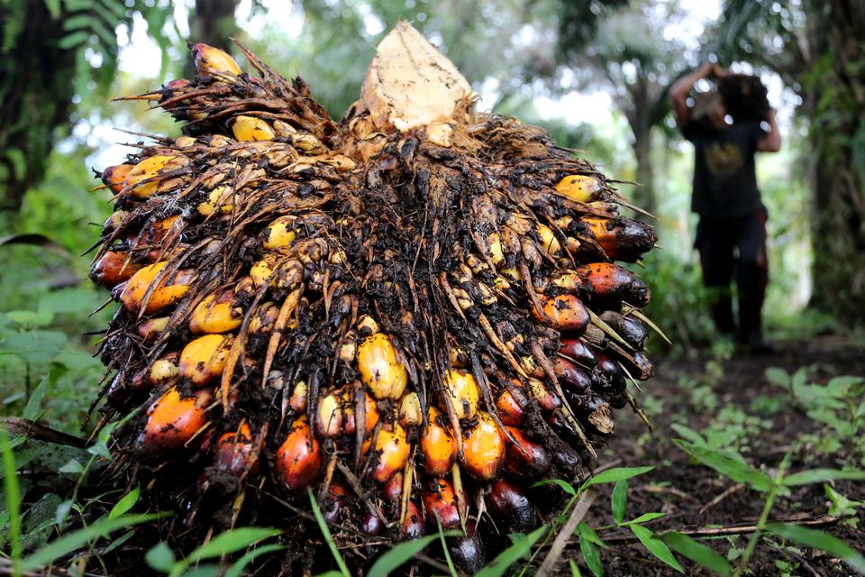 Seorang pekerja mengangkut tandan buah segar di kebun kelapa sawit. FOTO - ISTIMEWA Rugi Bengkak 335 Persen, UNSP Juni 2024 Defisit Rp14,68 Triliun