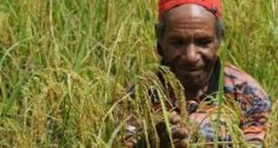 Kemhan mengambil langkah inisiatif dengan membuka lahan pertanian seluas satu juta hektare di Kabupaten Merauke sebagai bagian dari langkah awal menuju kemandirian pangan nasional. Kemenhan Buka Lahan Pertanian 1 Juta Hektare di Merauke