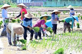Ilustrasi para petani sedang menanam padi di sawah. Dok. Okezone. Penghapusan Piutang Macet UMKM, Diyakini Jangkau 600 Ribu Petani