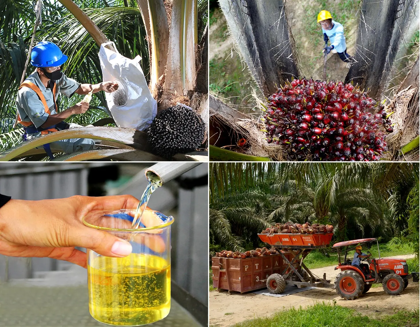 Hasil produksi perkebunan milik AALI Empat Pentolan Astra Agro (AALI) Diperiksa Kejati Sulteng Hari Ini
