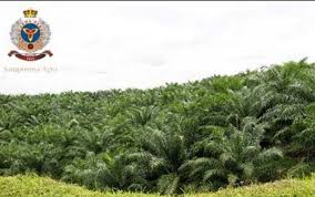 Lahan perkebunan sawit milik SGRO Pefindo Ungkap 4 Surat Utang SGRO Rp366,5M Jatuh Tempo di 2025