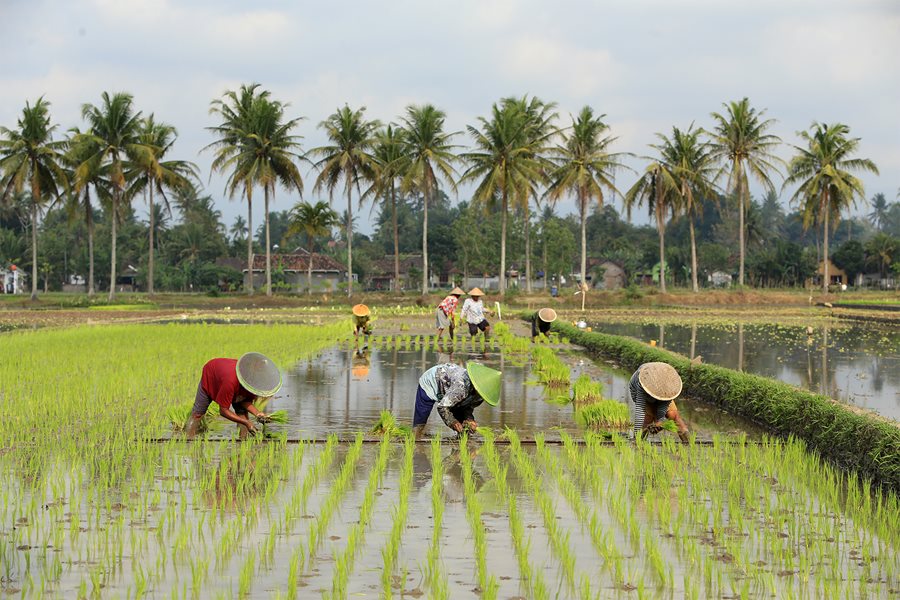 Badan Pusat Statistik (BPS) mencatat Nilai Tukar Petani (NTP) nasional November 2024 sebesar 121,29. Angka ini naik 0,49 persen dibanding NTP bulan sebelumnya. Nilai Tukar Petani Naik 0,49 Persen pada November 2024