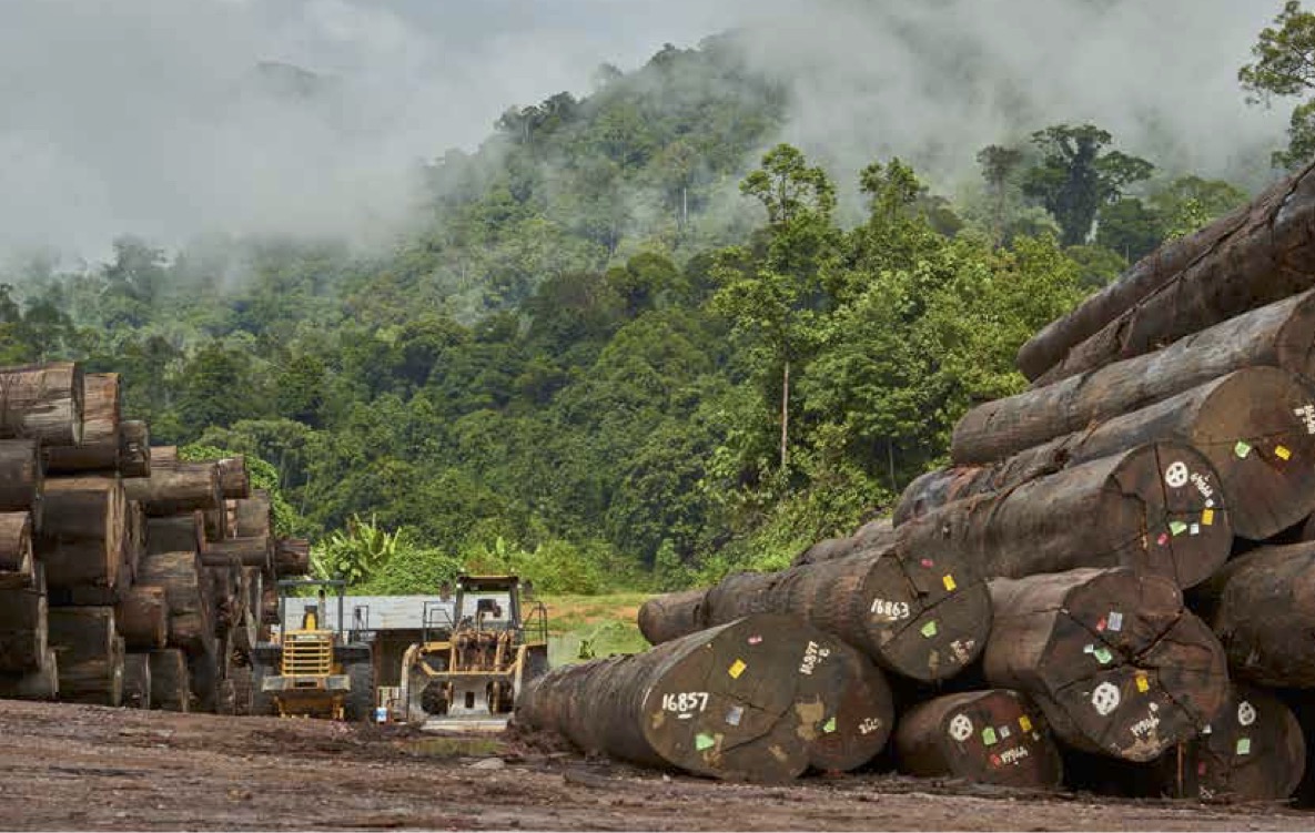 Tumpukan gelondongan kayu sebagai bahan tripleks besutan SLJ Global. FOTO - ISTIMEWA Perkuat Posisi, Amir Sunarko Jala 105,26 Juta Saham SULI