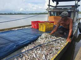 Jaga Produktivitas Pangan, BRIN Kembangkan Vaksin Ikan