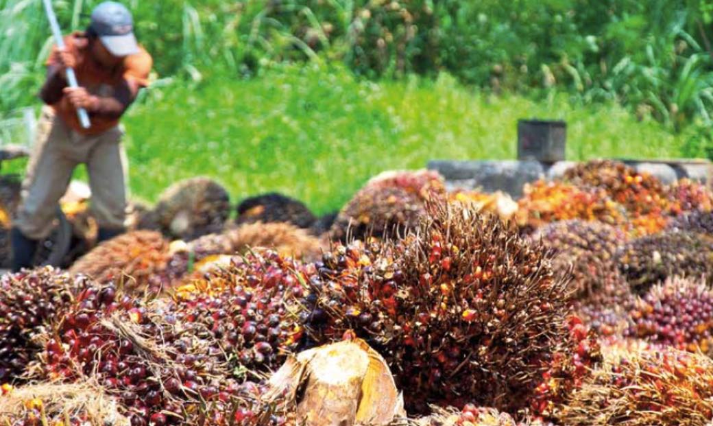 perkebunan Sawit milik PALM Serok 333 Juta Saham PALM, Boy Thohir Kini Kuasai 17,48 Persen