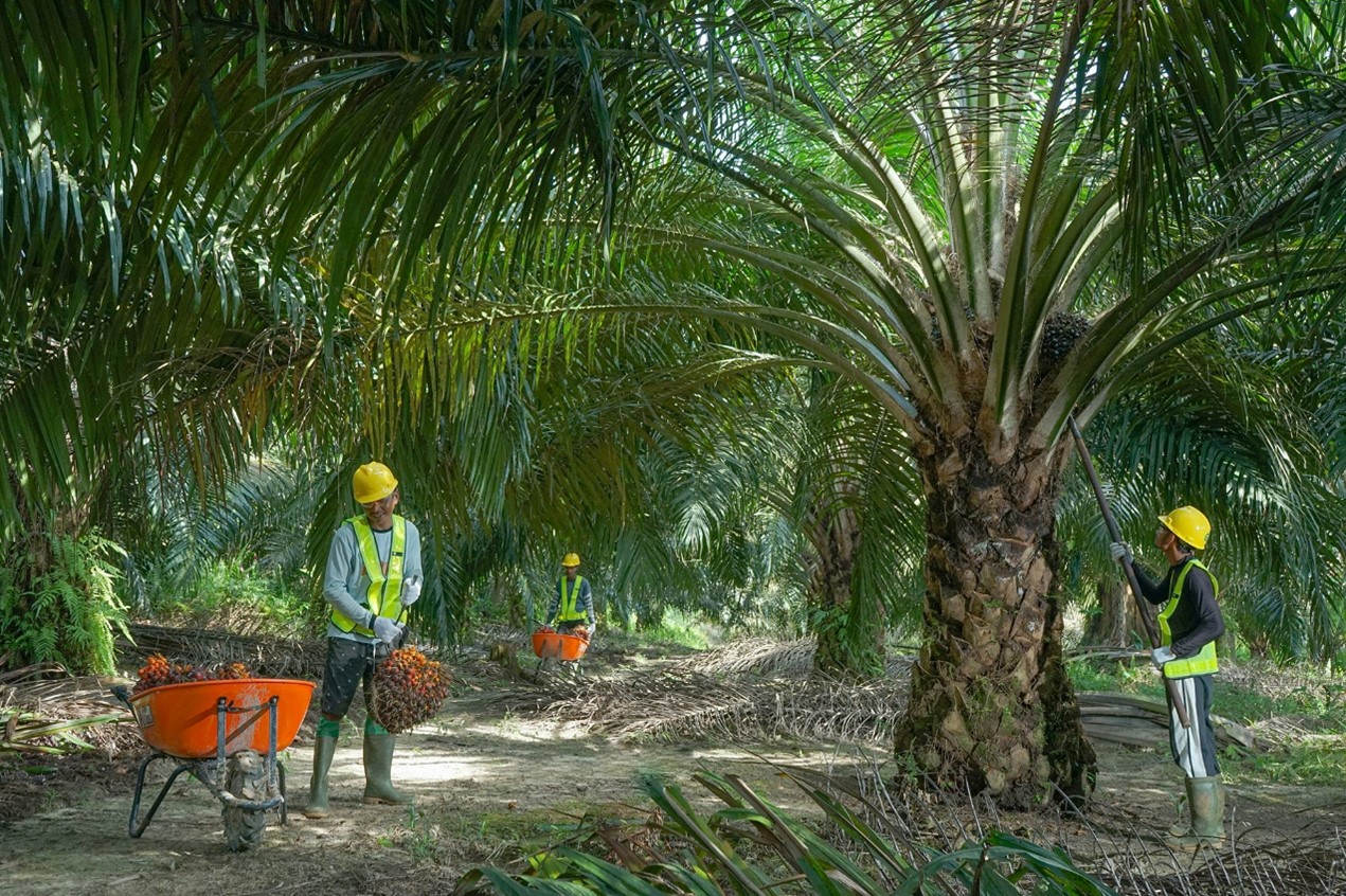 para pekerja sedang melakukan panen Tandan Buah Segar di perkebunan area perkebukan PT Sawit Sumbermas Sarana Tbk (SSMS). DOK/EmitenNews Pede Laba Naik 80%, SSMS Tingkatkan Kinerja Produksi dan Infrastruktur
