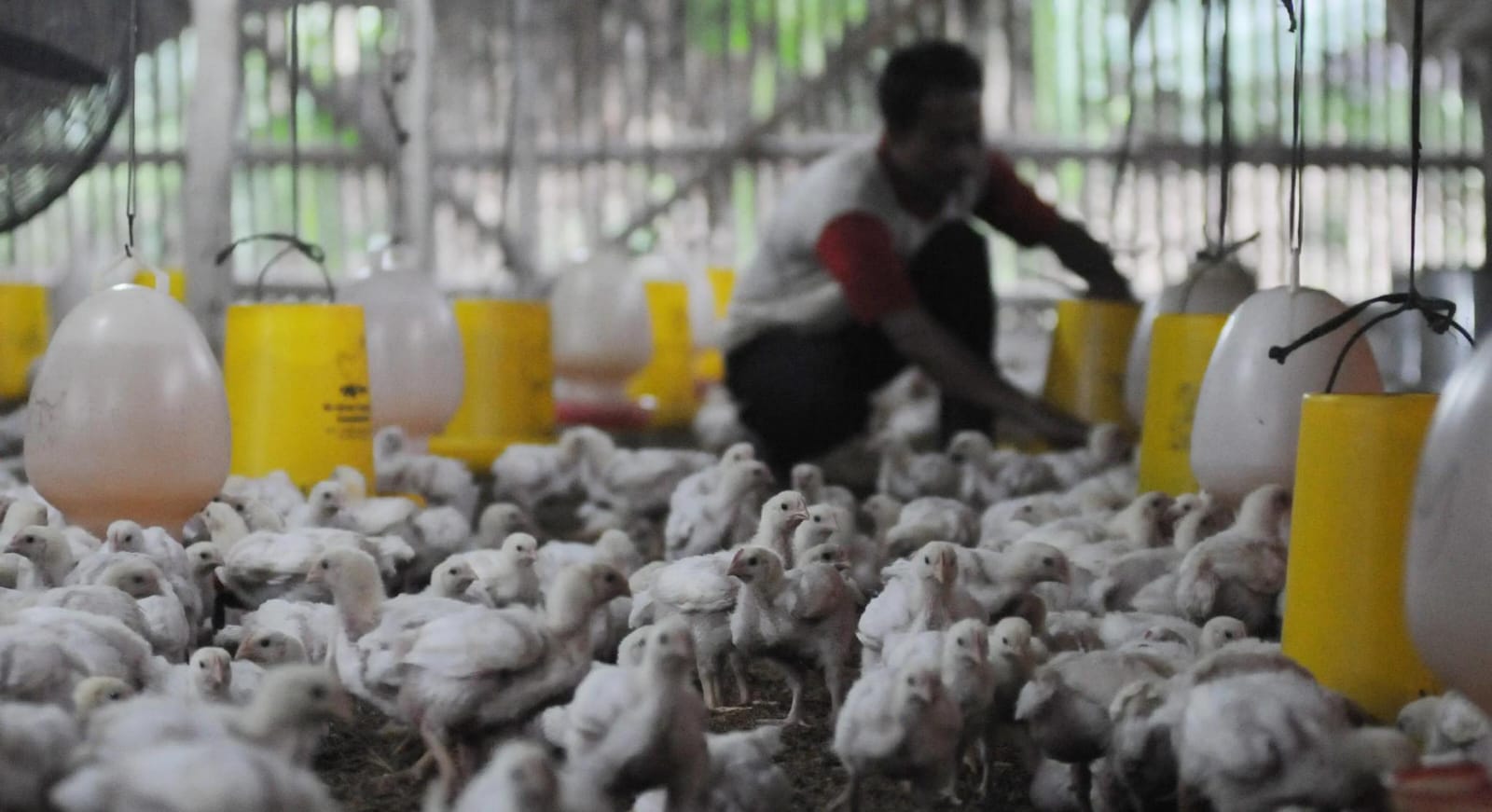 Salah satu ternak ayam milik JPFA Induk Usaha Delisting dari Bursa Singapura, Begini Reaksi JPFA