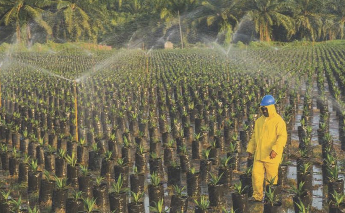 Petugas lapangan tengah memeriksa bibit kepala sawit di area perkebunan London Sumatera Plantations. FOTO - ISTIMEWA Meroket 93 Persen, Laba LSIP 2024 Tembus Rp1,47 Triliun