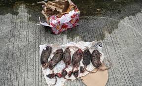 Ilustrasi setelah teror kepala babi, muncul lagi kiriman enam bangkai tikus ke kantor Tempo. Dok. KBR.id. Polri Analisis CCTV Kasus Teror Kepala Babi dan Tikus di Kantor Tempo